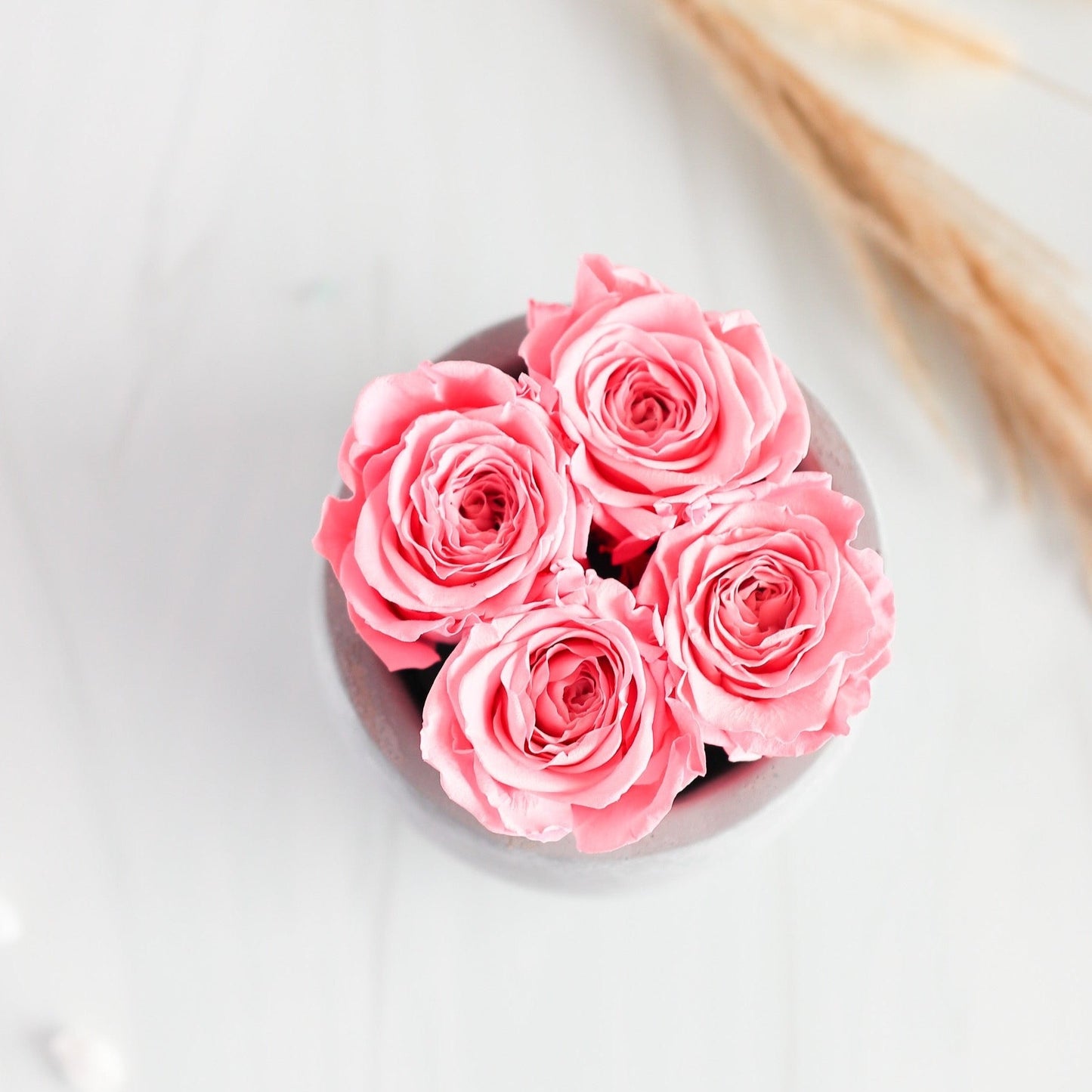 4 Light Pink Preserved Roses in Cement Vase Centerpiece