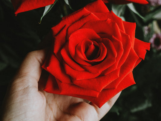 How to Care for Your Eternity Roses: 6 Tips for Making Them Last