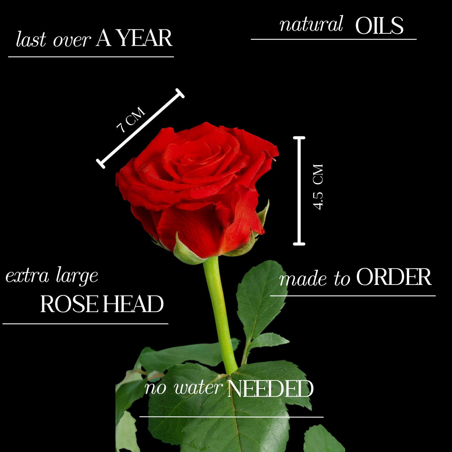 Eternity Rose