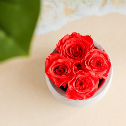 4 Red Preserved Roses in Cement Vase Centerpiece